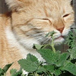 catnip medicinal plant