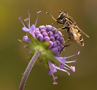 common medicinal plants