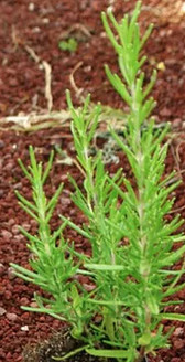 rosemary medicinal plant