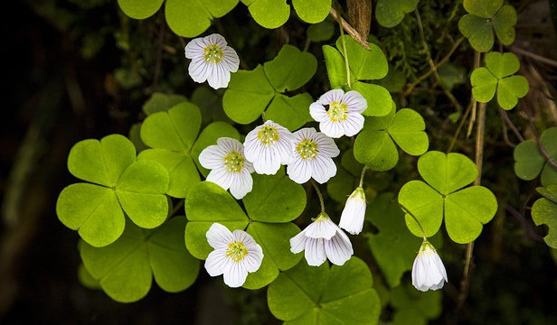 weeds you can eat