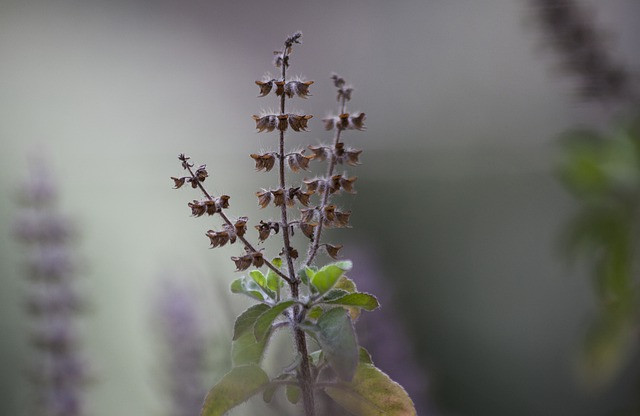 tulsi tea