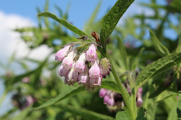 comfrey