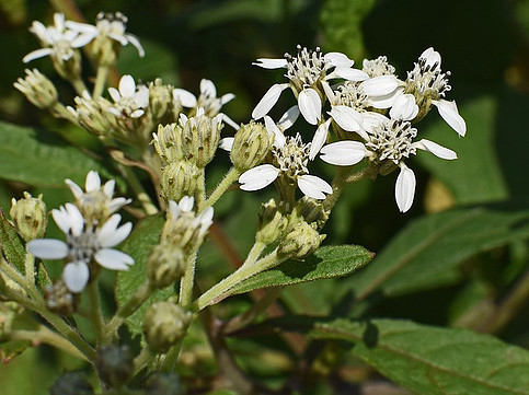 boneset