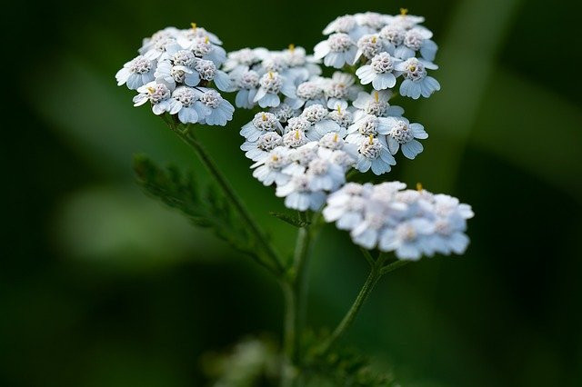 yarrow