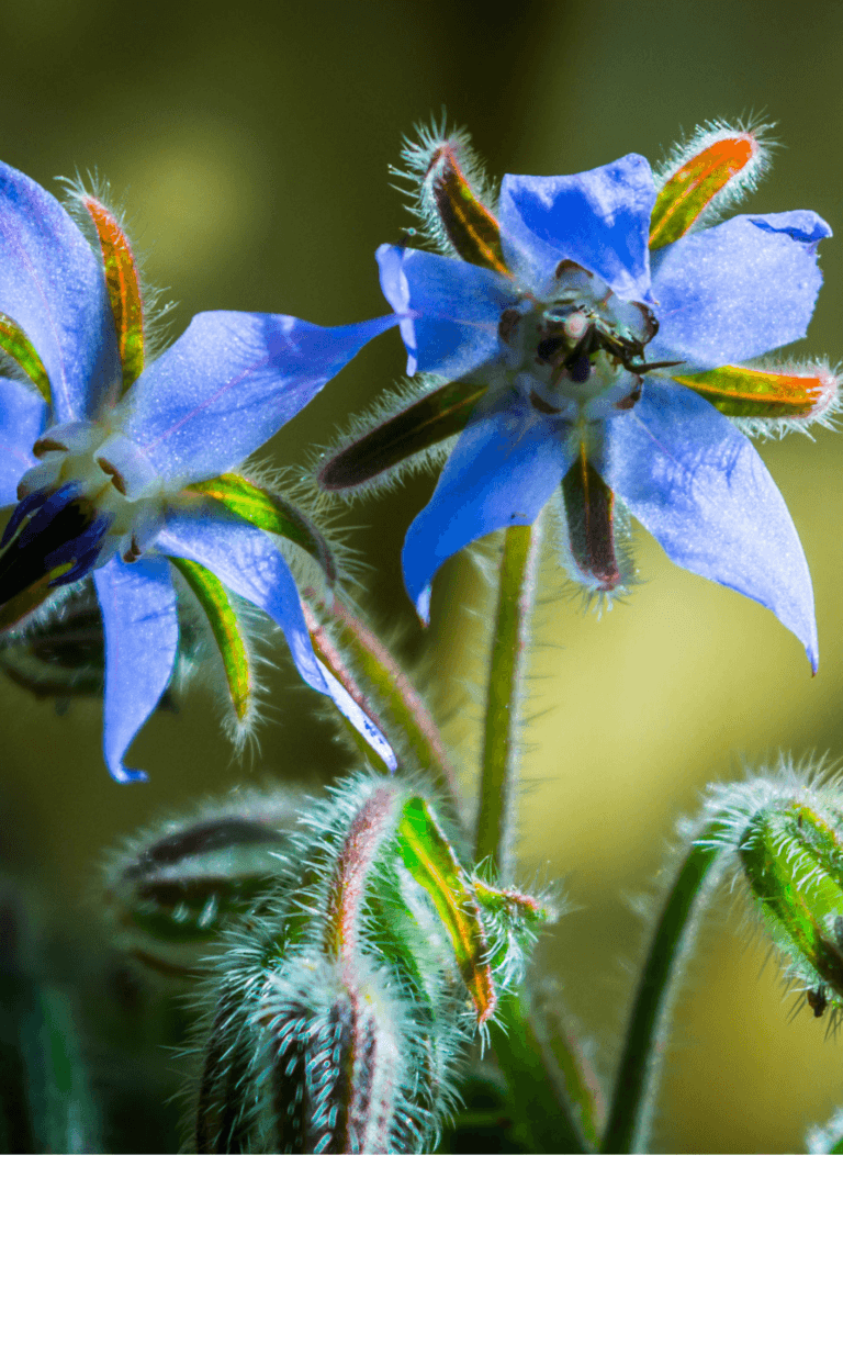 borage