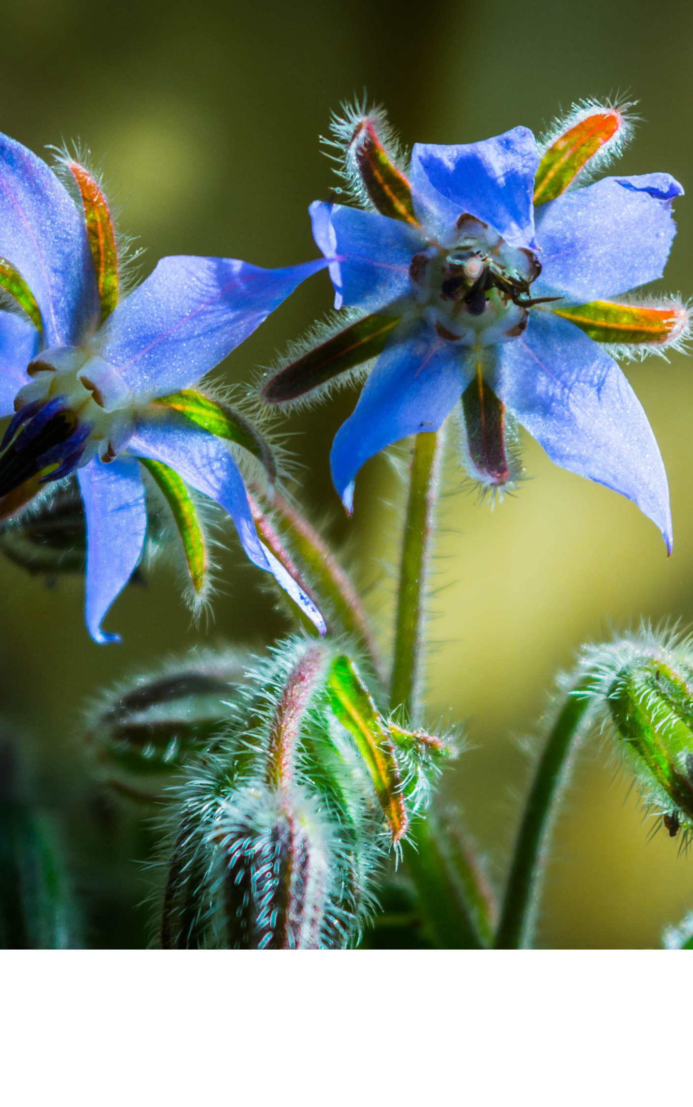 borage