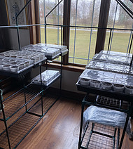 starting seeds indoors